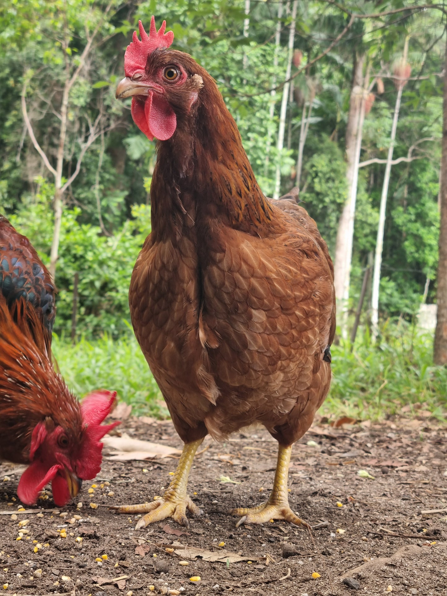 PUREBRED WELSUMMER - Fertile eggs