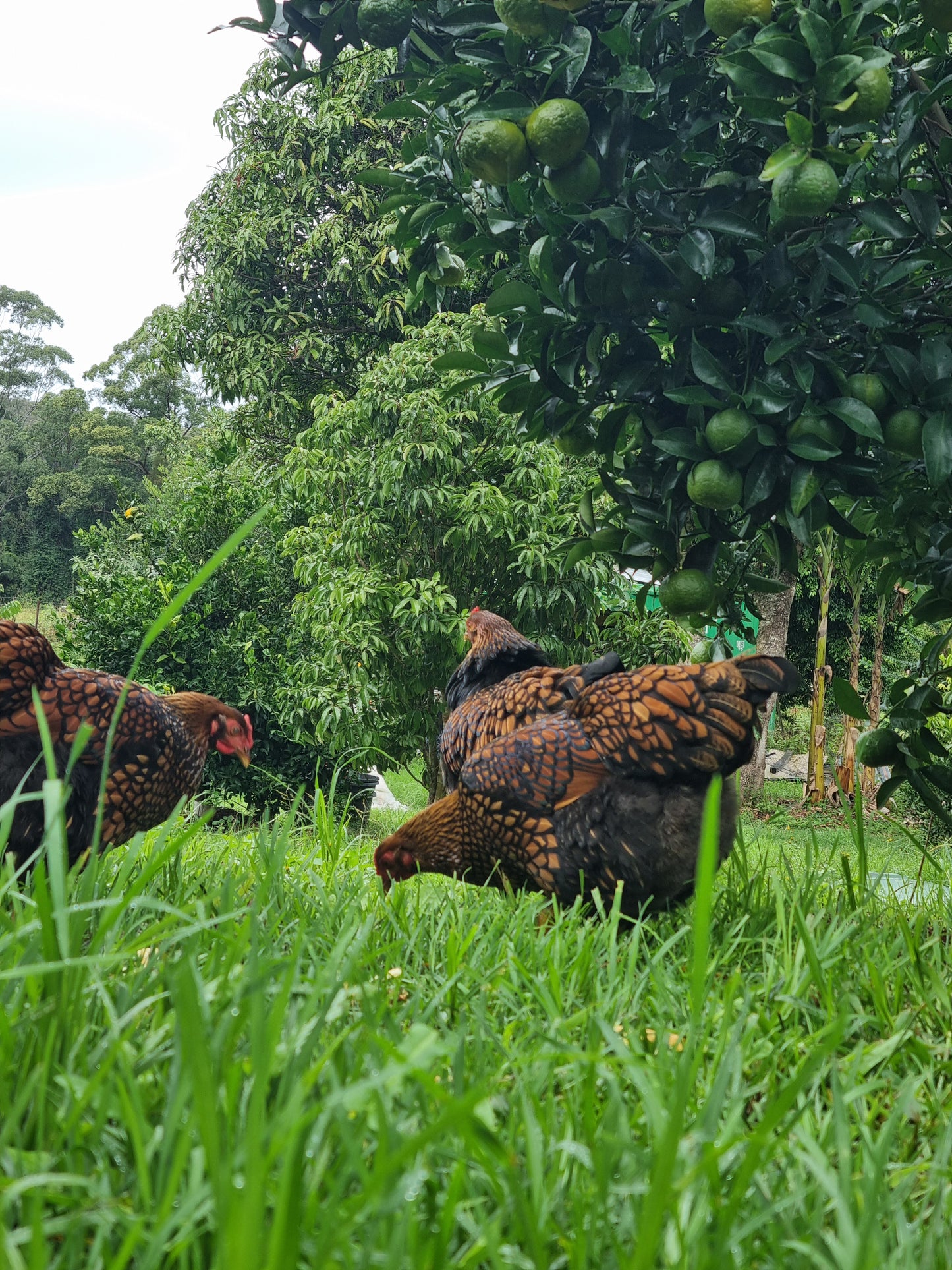 GOLDEN LACED WYANDOTTE (fertile eggs)