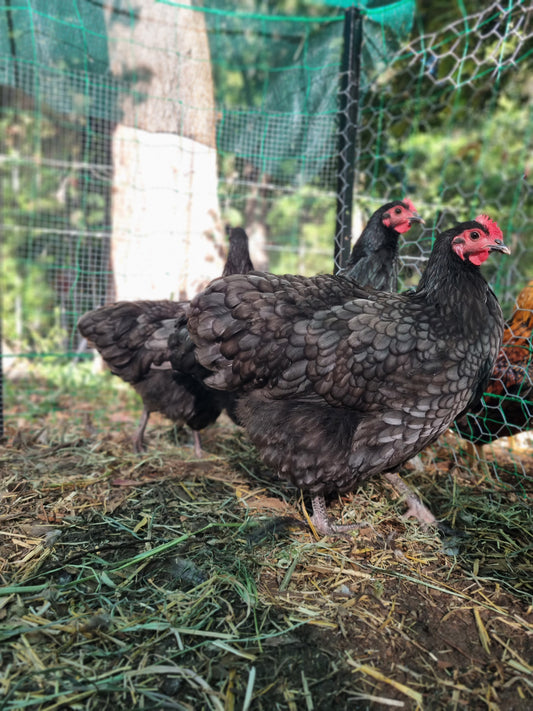 Purebred Australorp (black & blue)