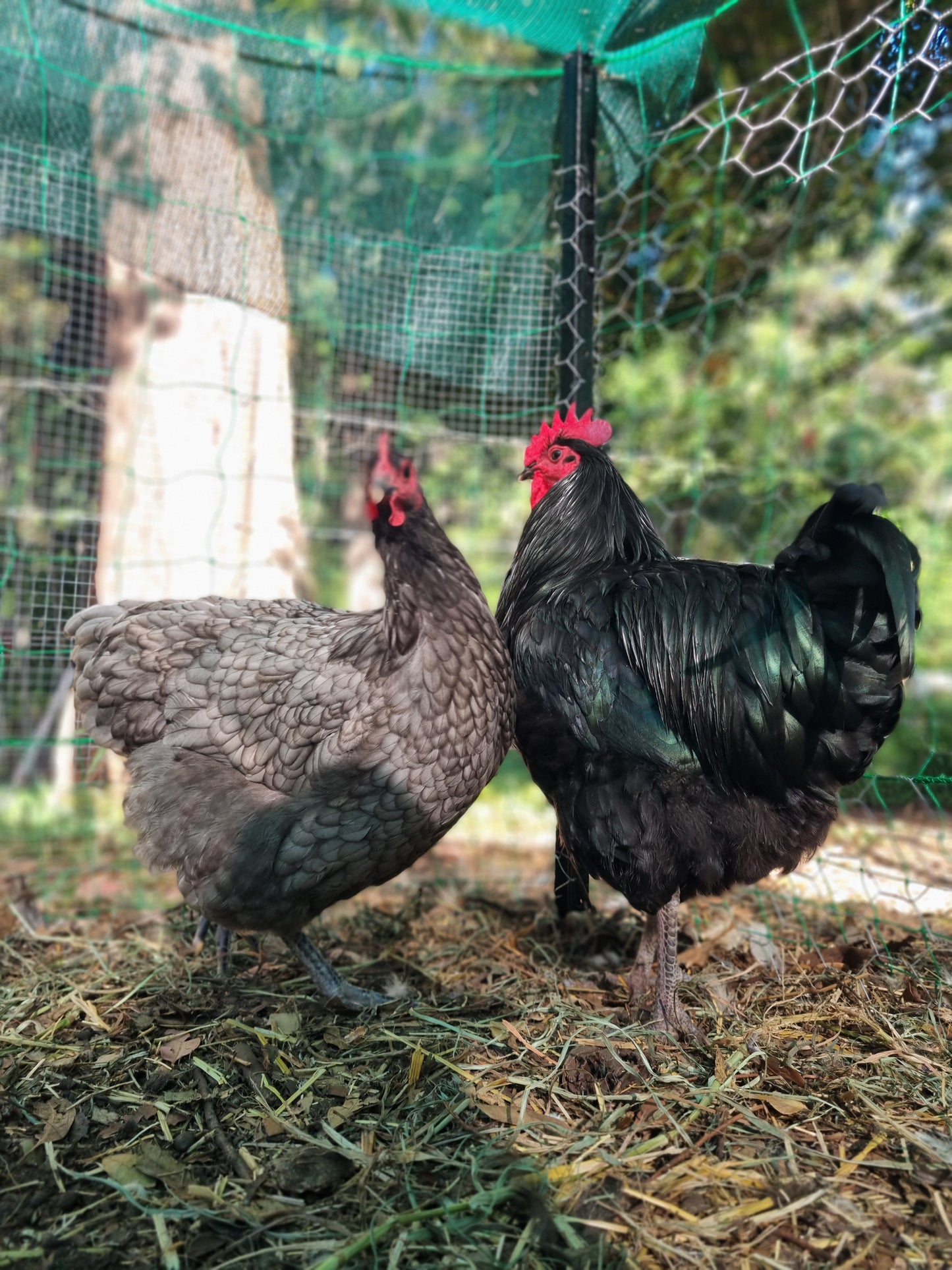 Purebred Australorp (black & blue)