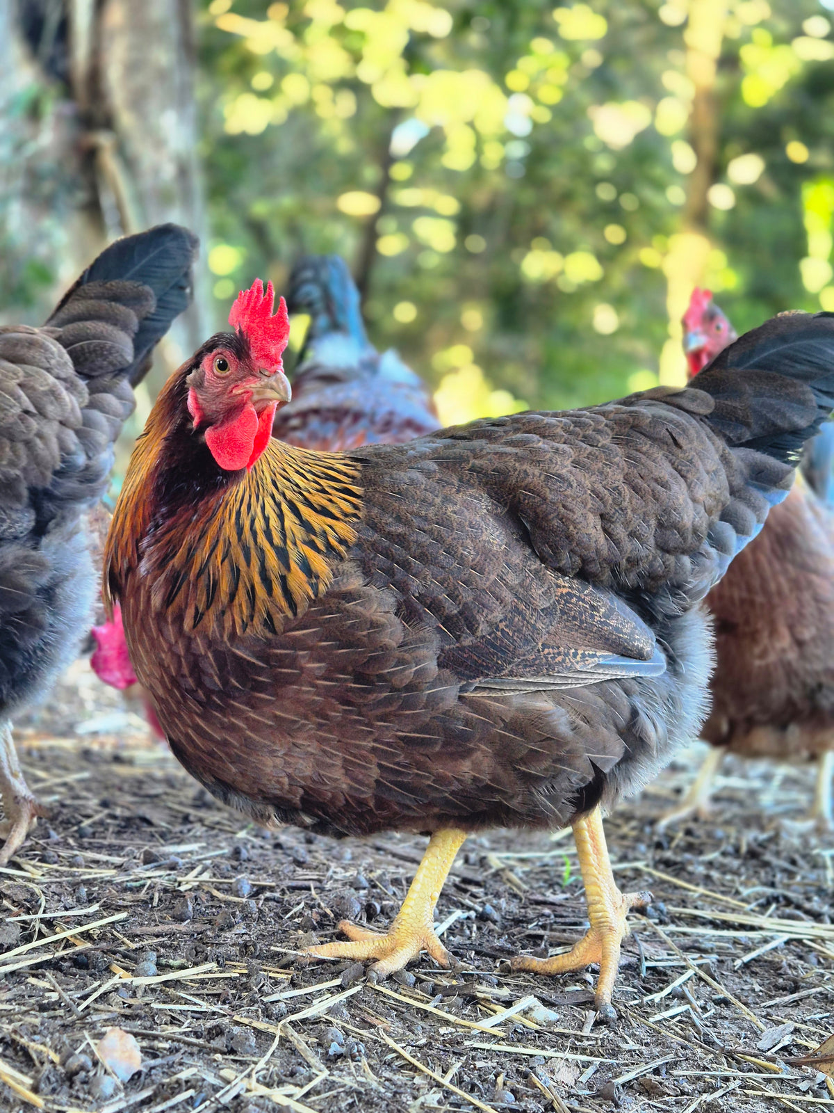 WELSUMMER (Fertile eggs)