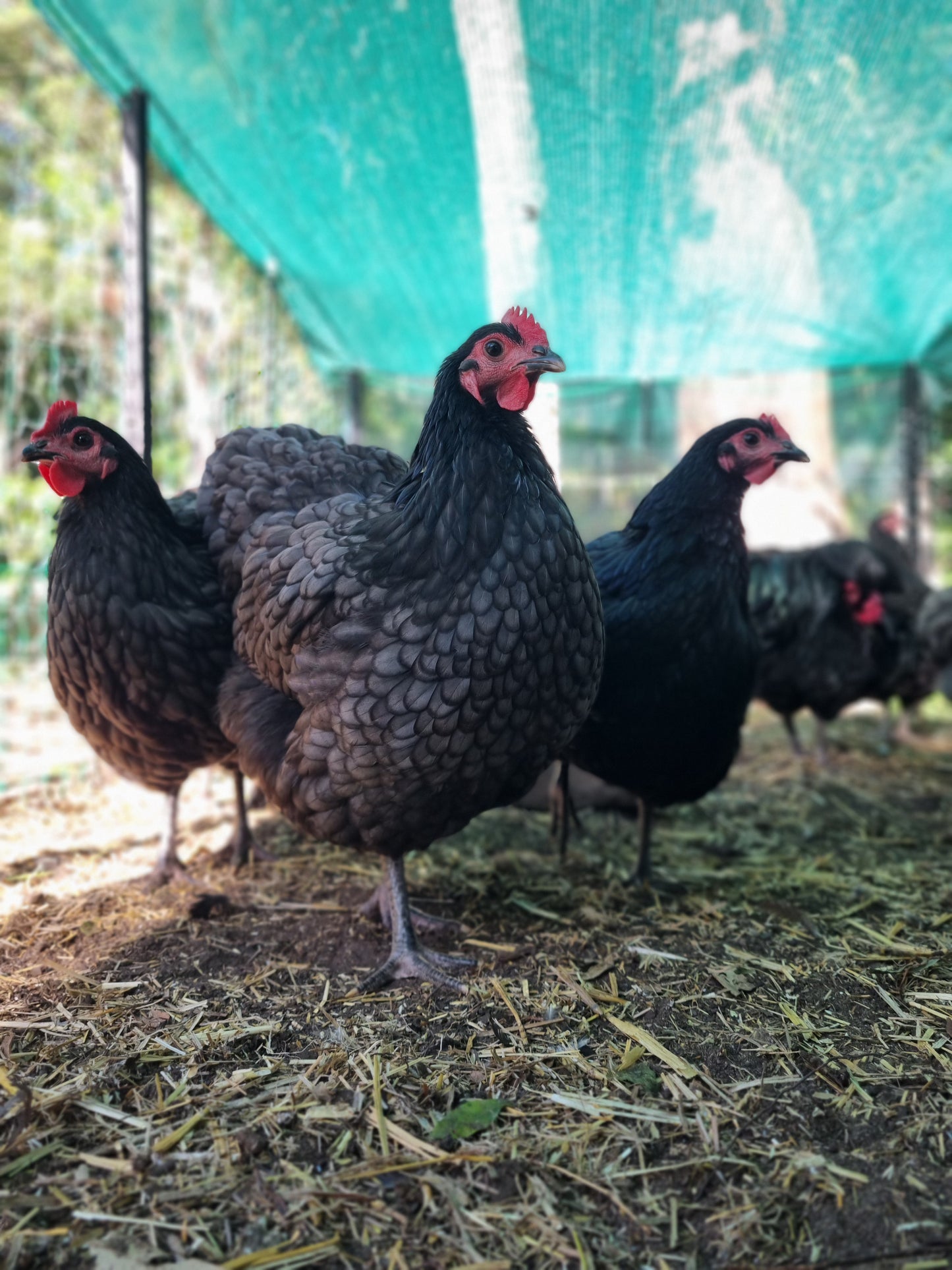 Purebred Australorp (black & blue)