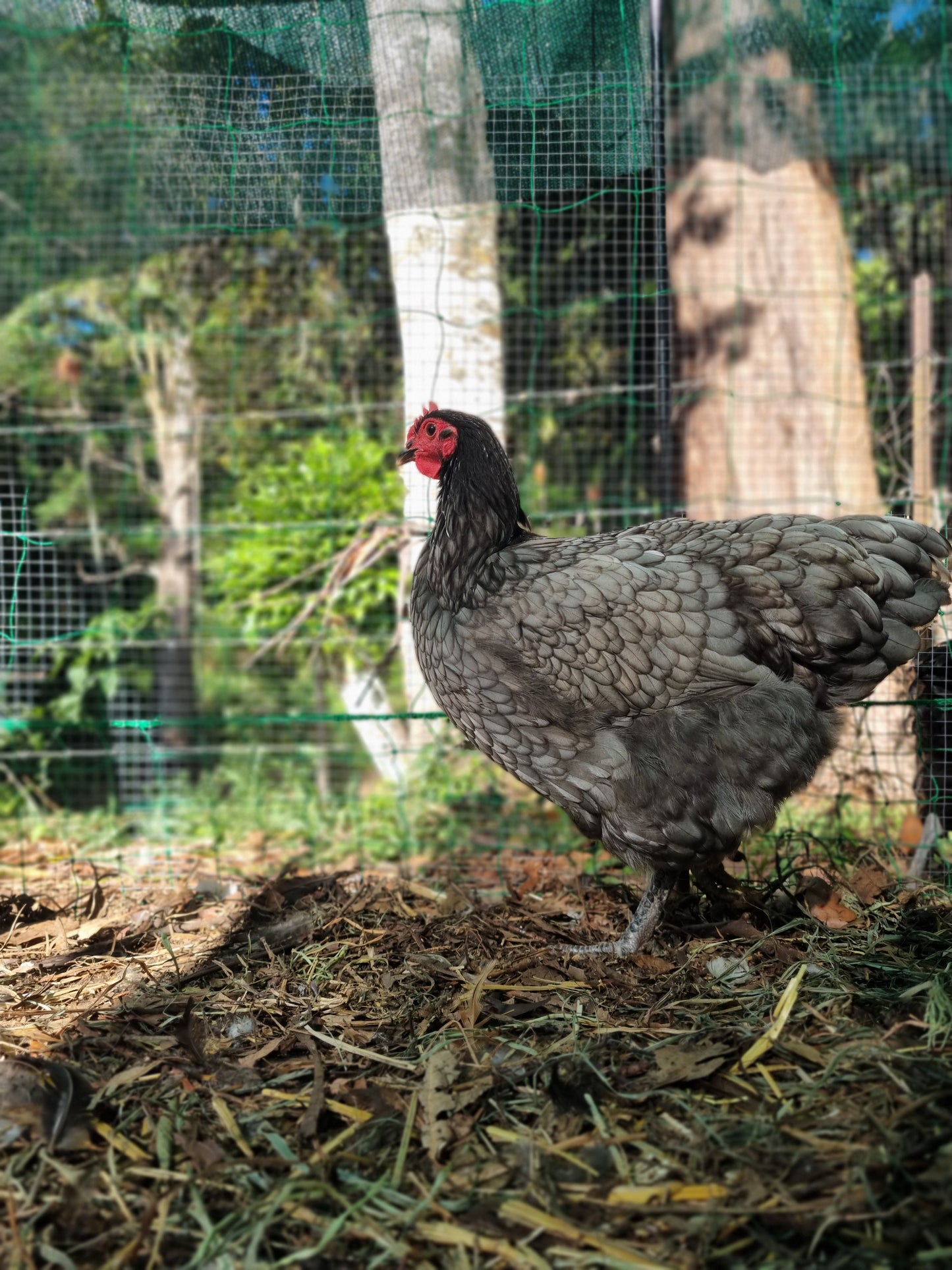 Purebred Australorp (black & blue)