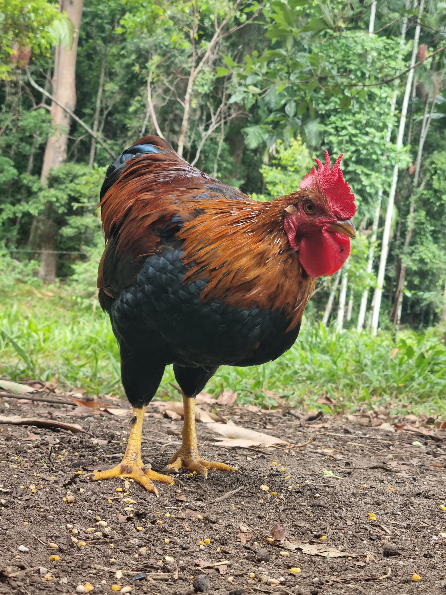 PUREBRED WELSUMMER - Fertile eggs