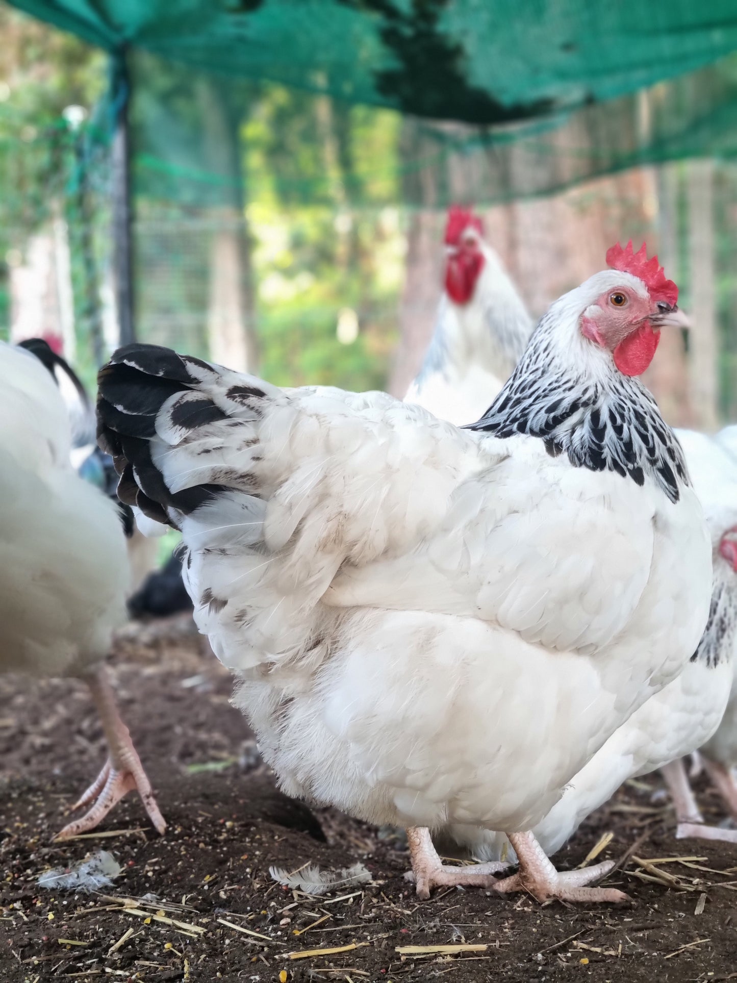 Purebred Light Sussex