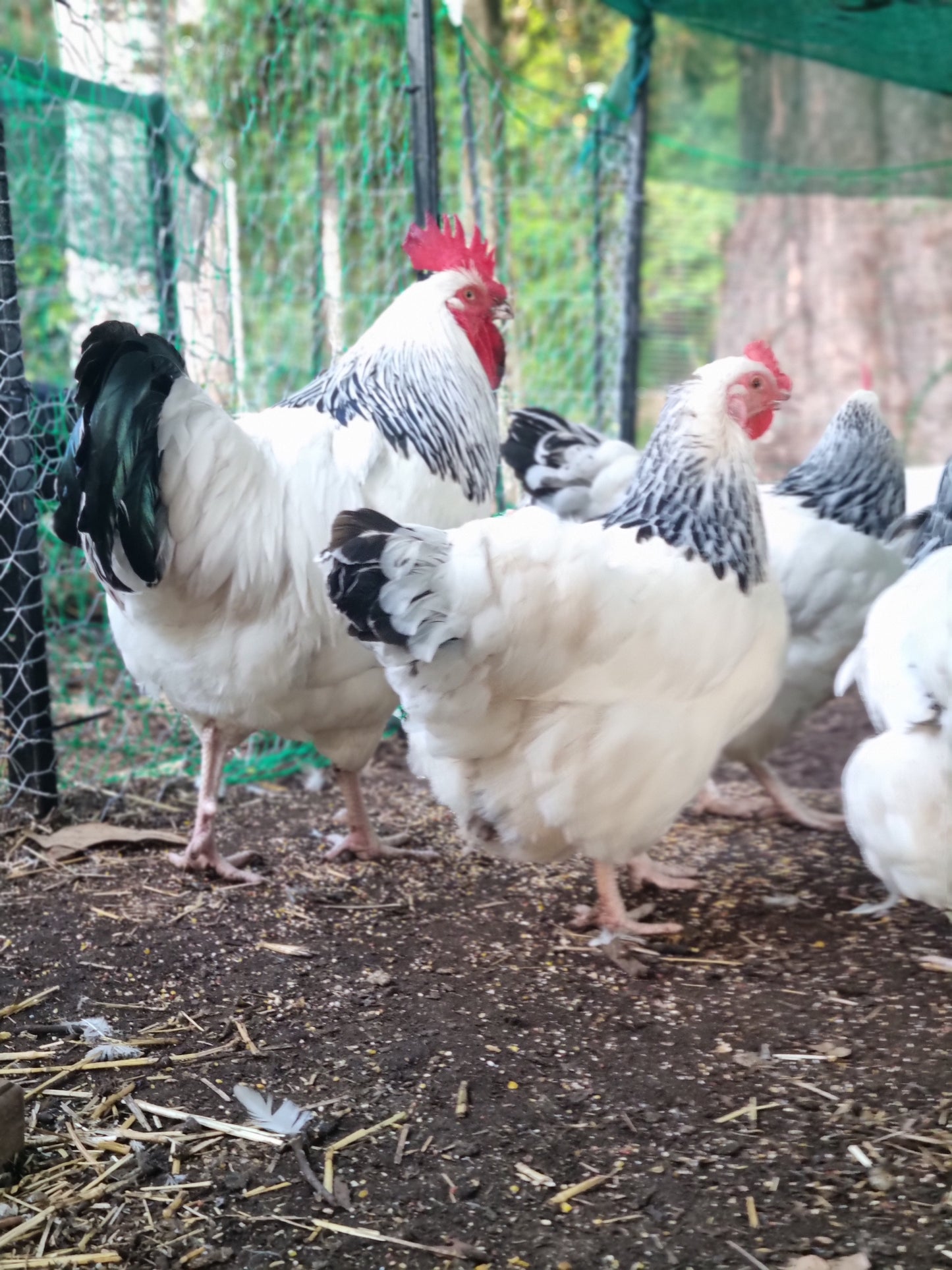 Purebred Light Sussex