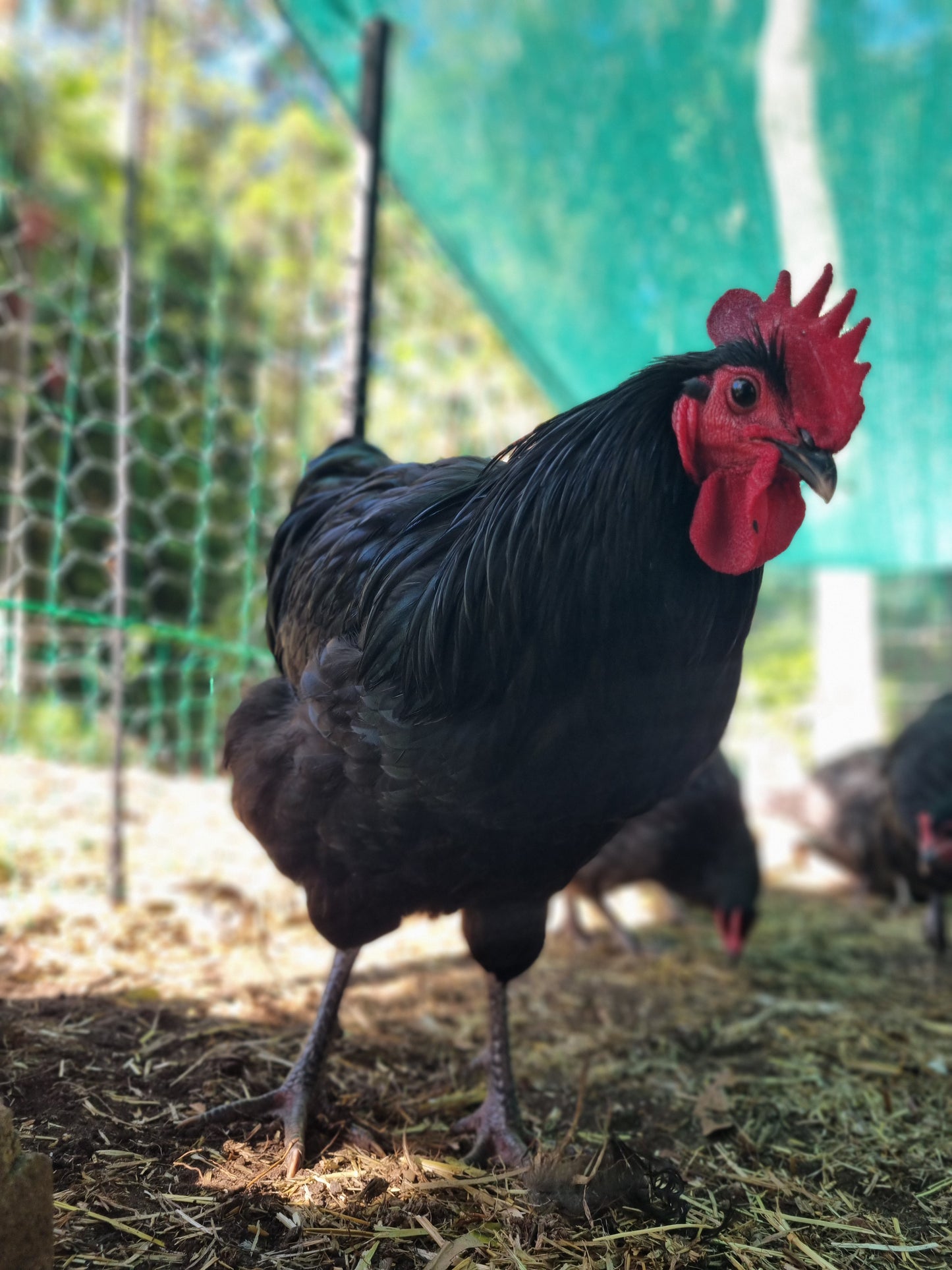 Purebred Australorp (black & blue)