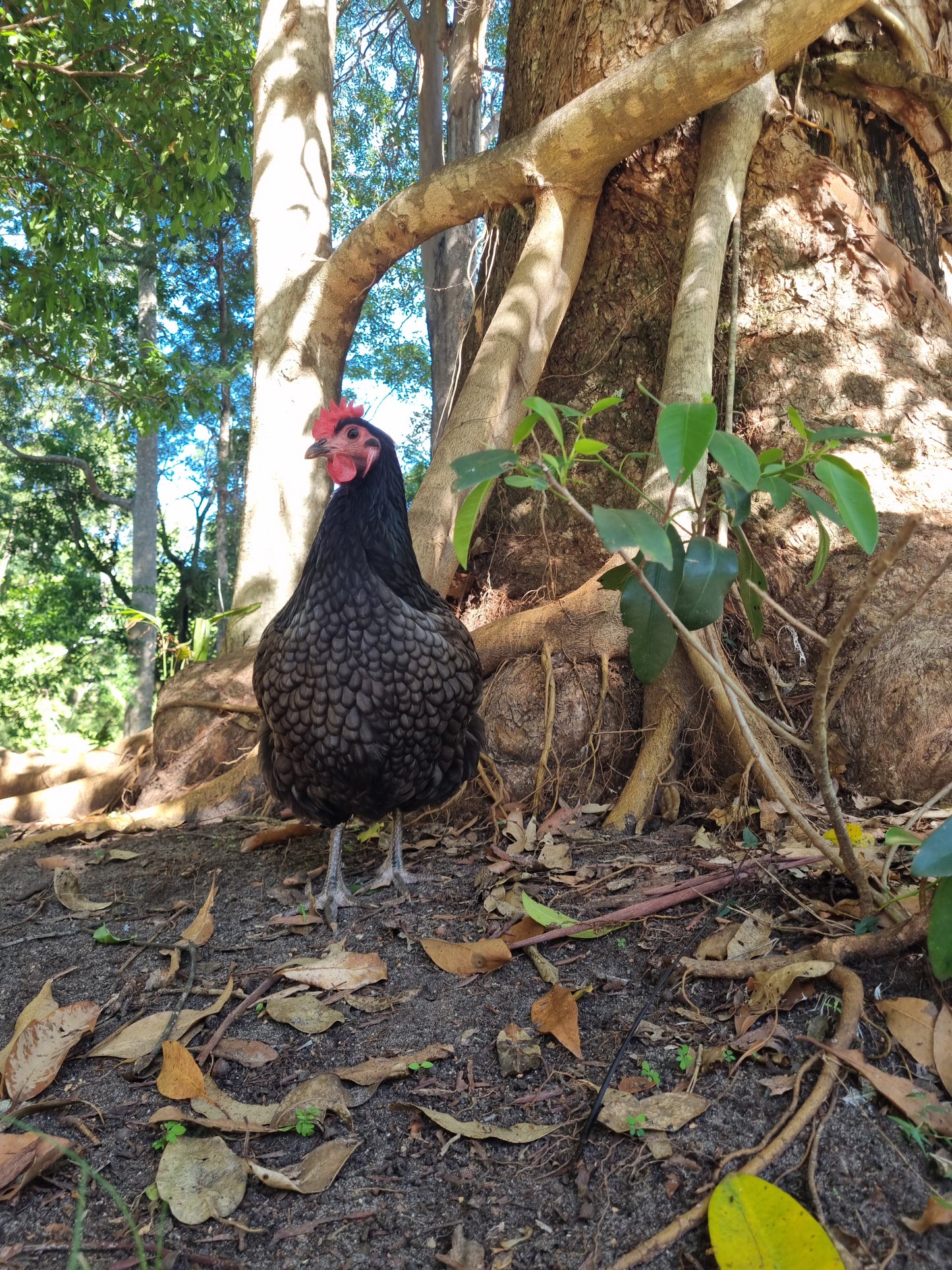 PUREBRED AUSTRALORP - Fertile eggs