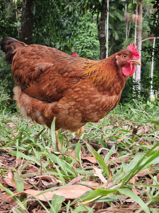 PUREBRED WELSUMMER - Fertile eggs