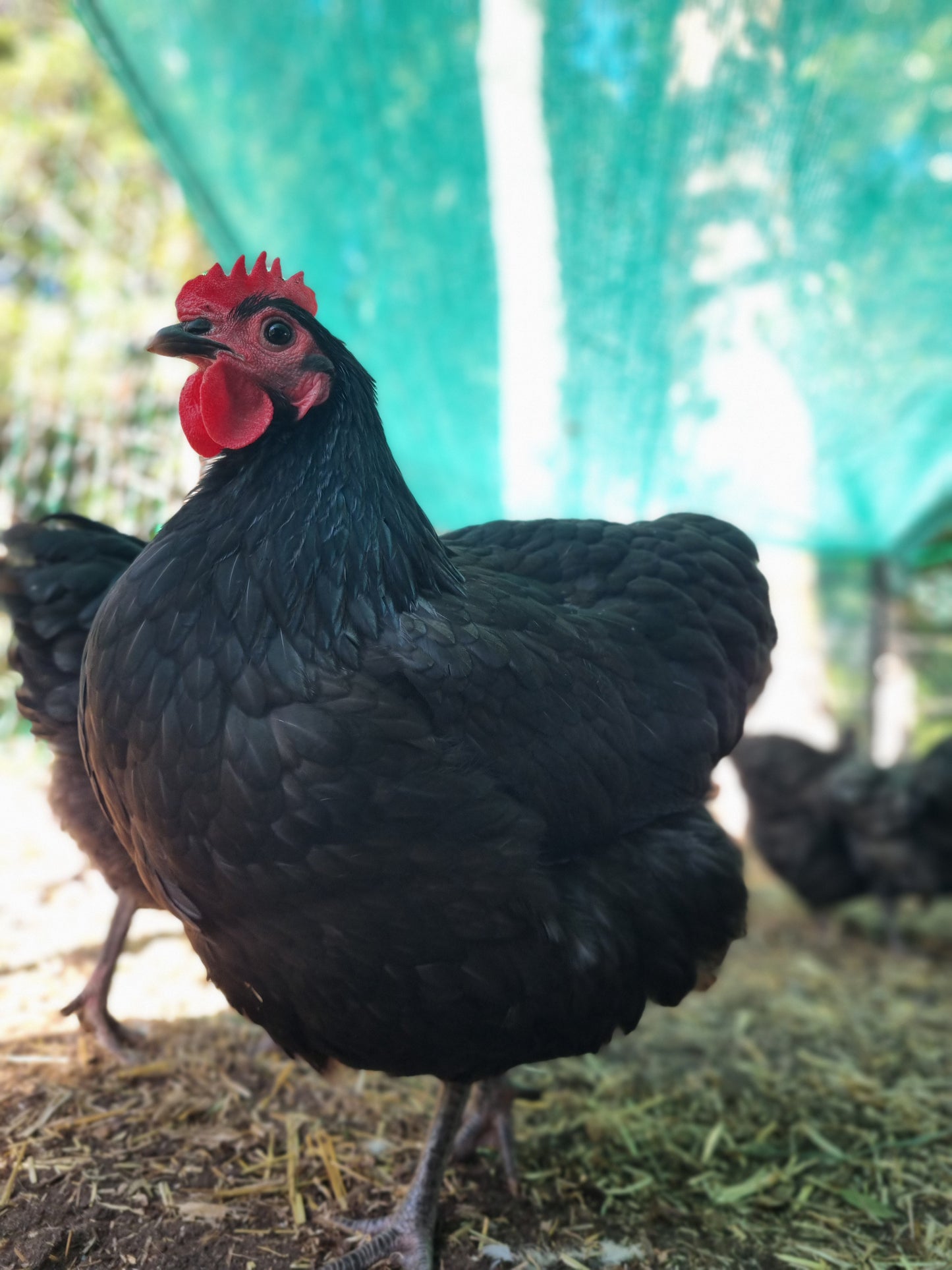 Purebred Australorp (black & blue)