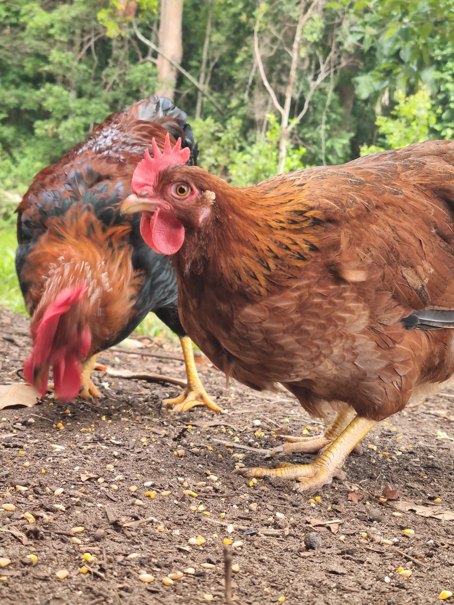 PUREBRED WELSUMMER - Fertile eggs