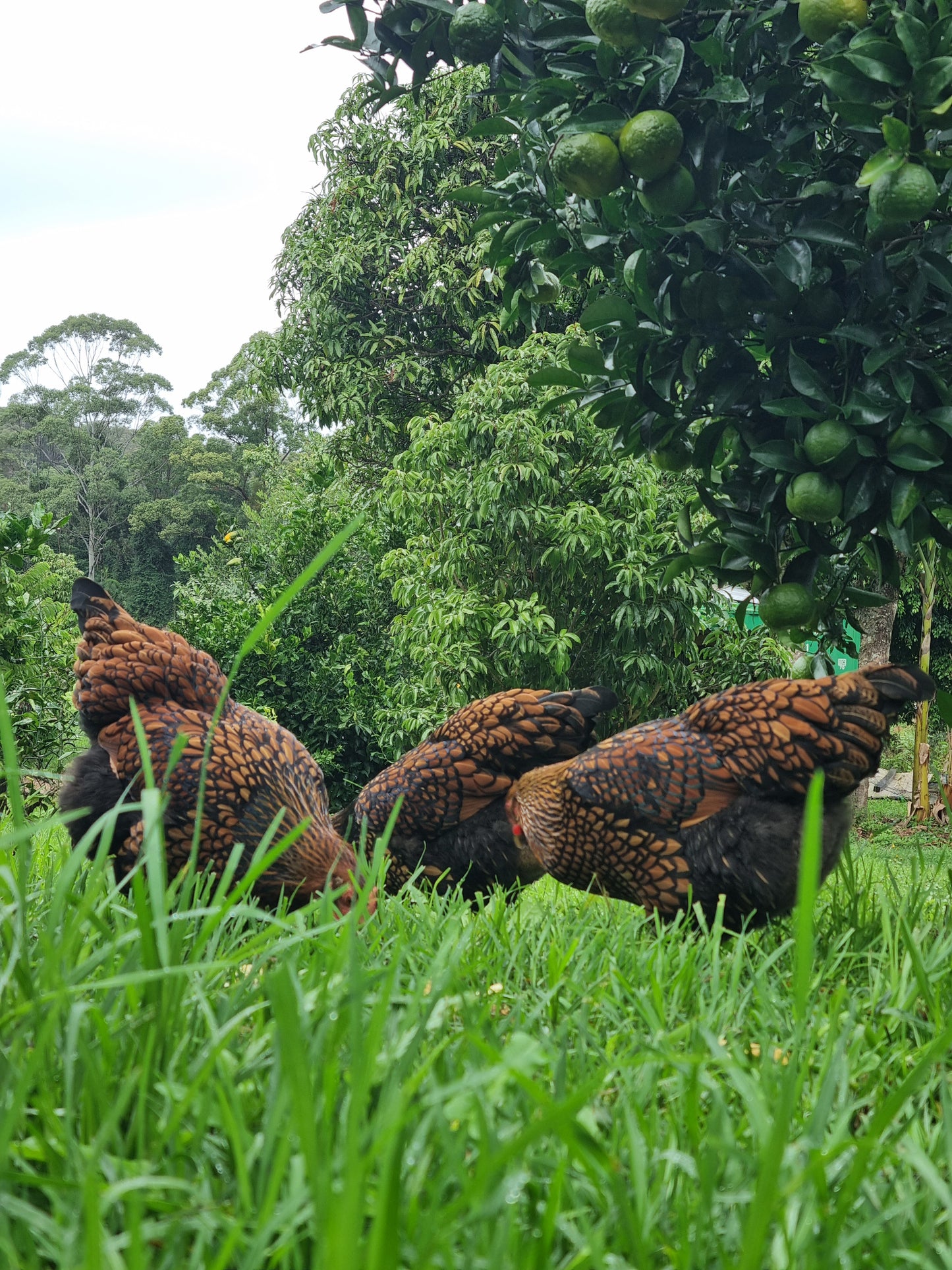 GOLDEN LACED WYANDOTTE (fertile eggs)