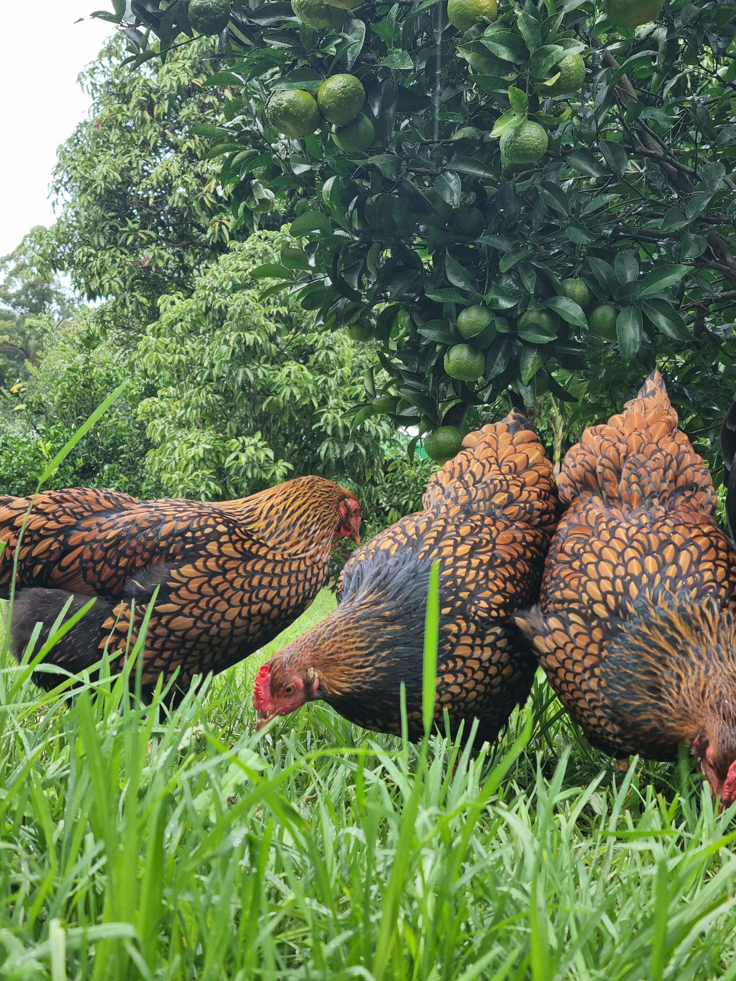 GOLDEN LACED WYANDOTTE (fertile eggs)