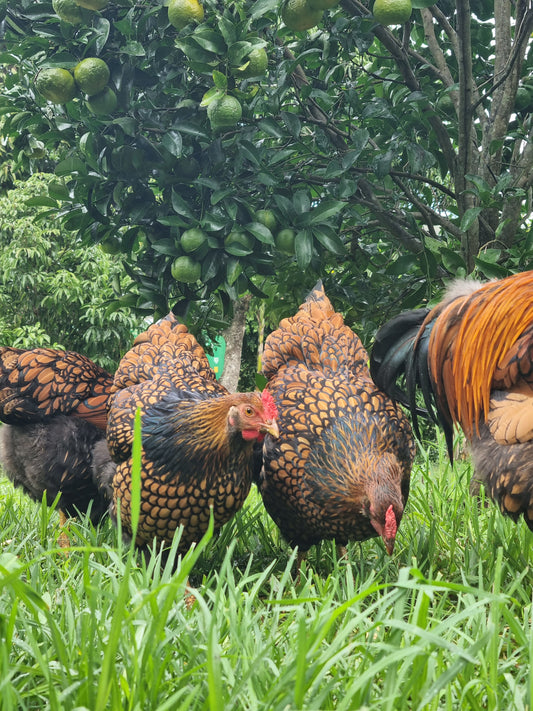 GOLDEN LACED WYANDOTTE (fertile eggs)