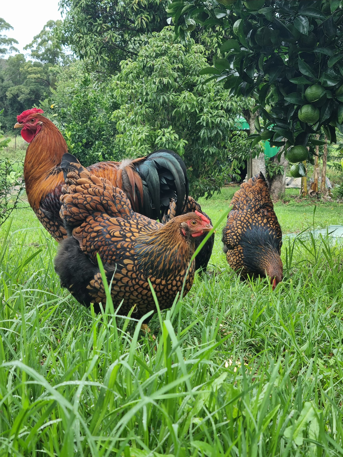 GOLDEN LACED WYANDOTTE (fertile eggs)