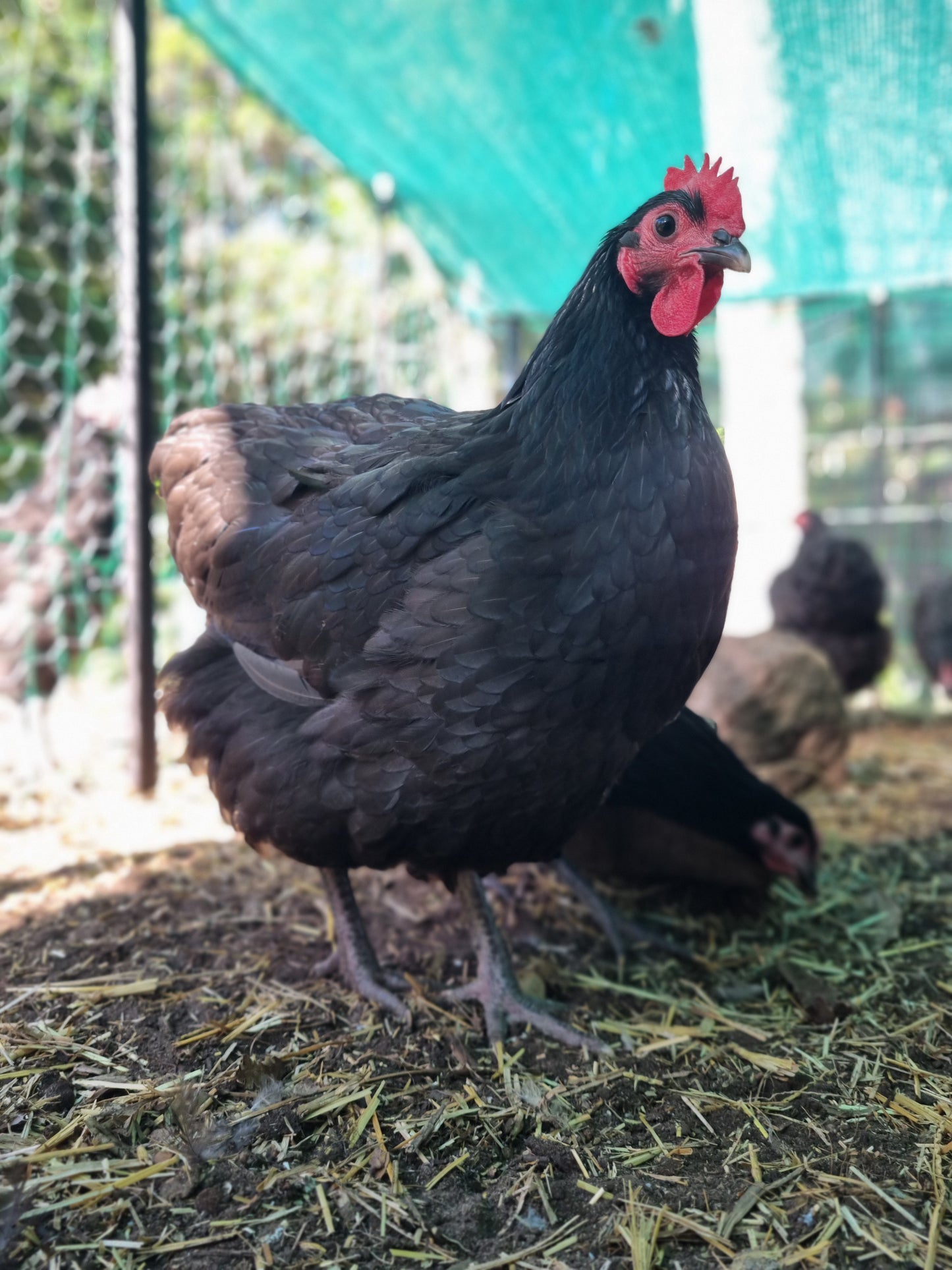 Purebred Australorp (black & blue)