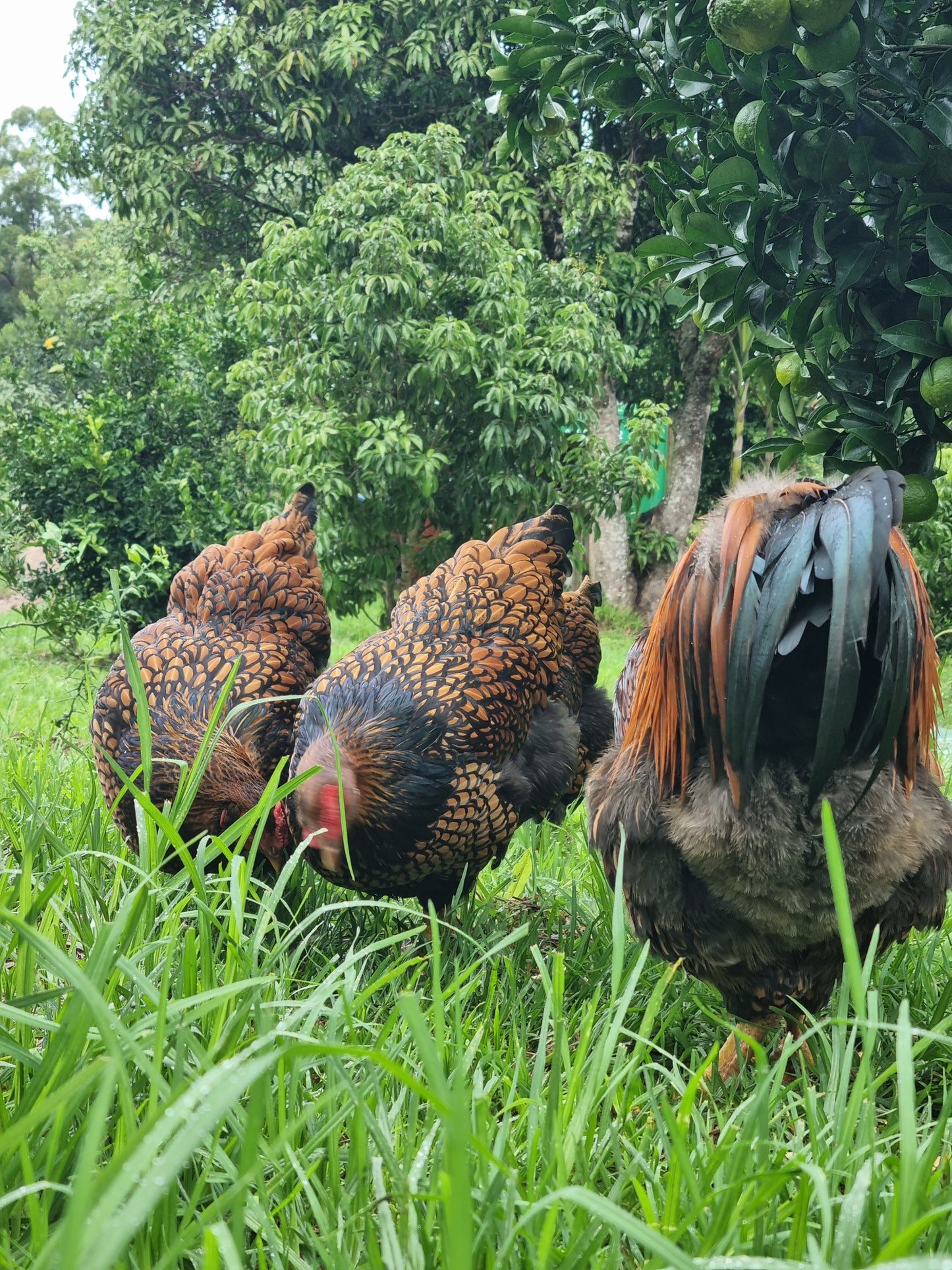 GOLDEN LACED WYANDOTTE (fertile eggs)