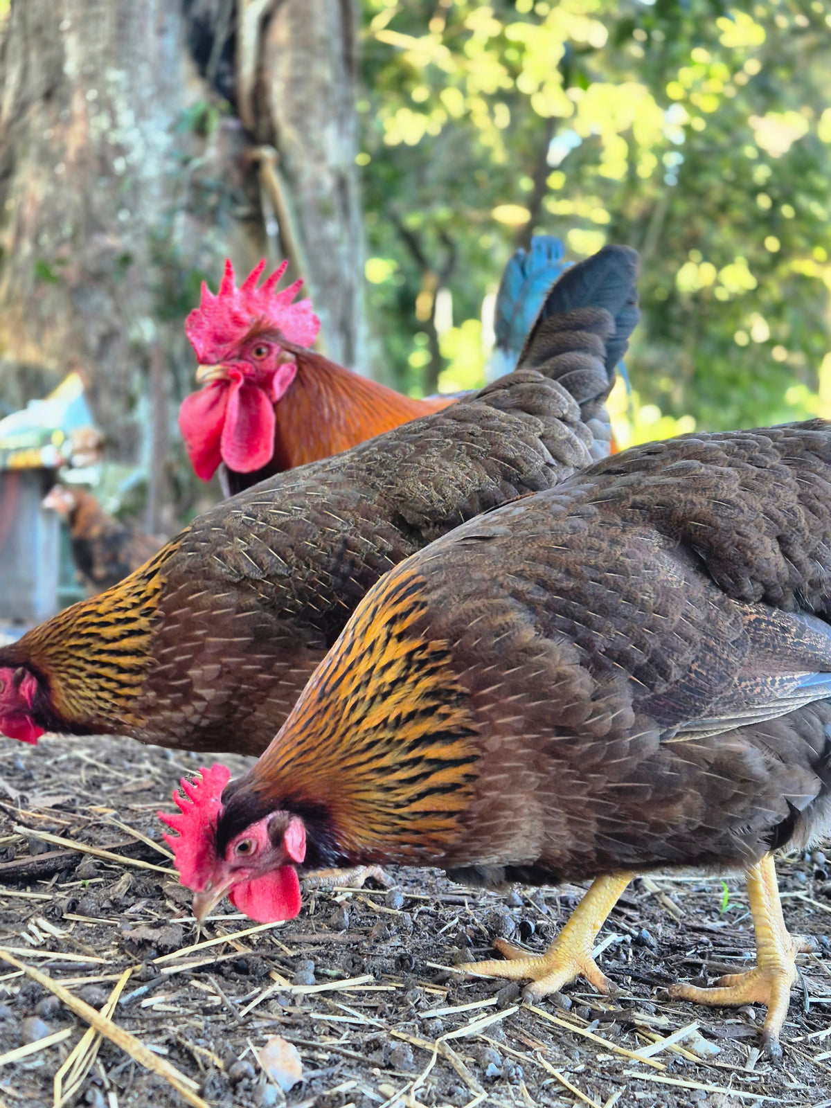 WELSUMMER (Fertile eggs)